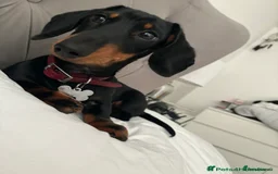 Miniature Dachshund dogs for sale: True miniature dachshund for sale  - Image 3