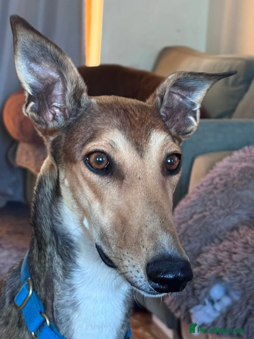 Mixed Breed dogs for adoption: Beautiful Feliza  the amazing Mum in Cheltenham - Advert 6