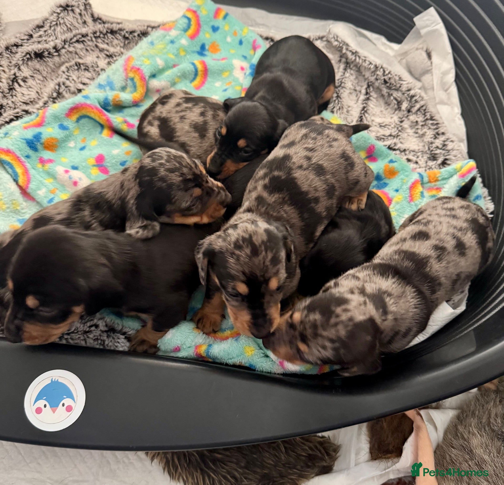 Miniature Dachshund dogs 7 stunning miniature dachshunds (sausage dog) - Advert 5
