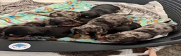 Miniature Dachshund dogs for sale: 7 stunning miniature dachshunds (sausage dog) in Warrington - Advert 1