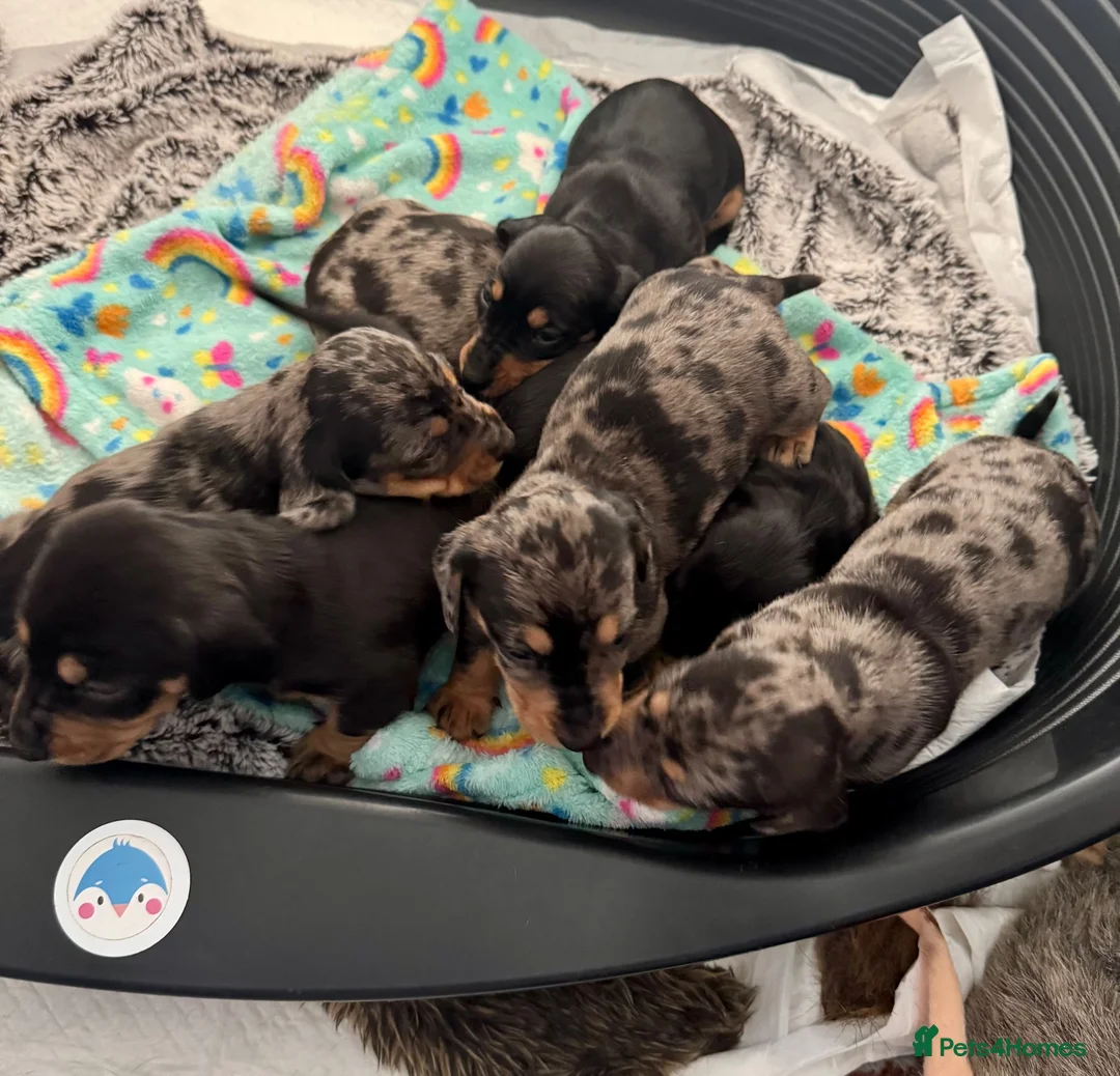 Miniature Dachshund dogs for sale: 7 stunning miniature dachshunds (sausage dog) in Warrington - Advert 1