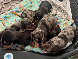 Miniature Dachshund dogs 7 stunning miniature dachshunds (sausage dog) - Advert 11