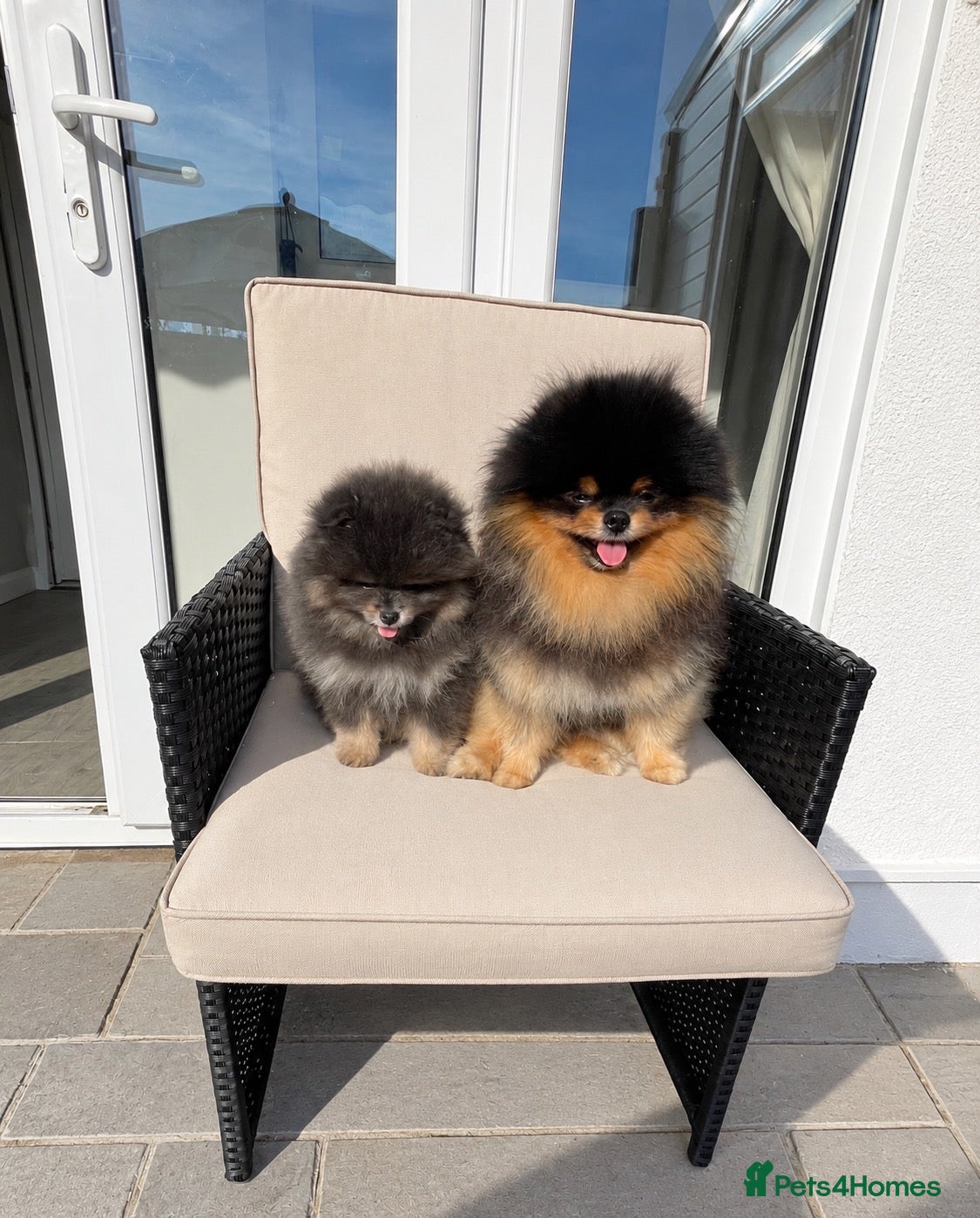 Pomeranian dogs for sale: ✨ RARE POMERANIAN BOY ✨ - Advert 12