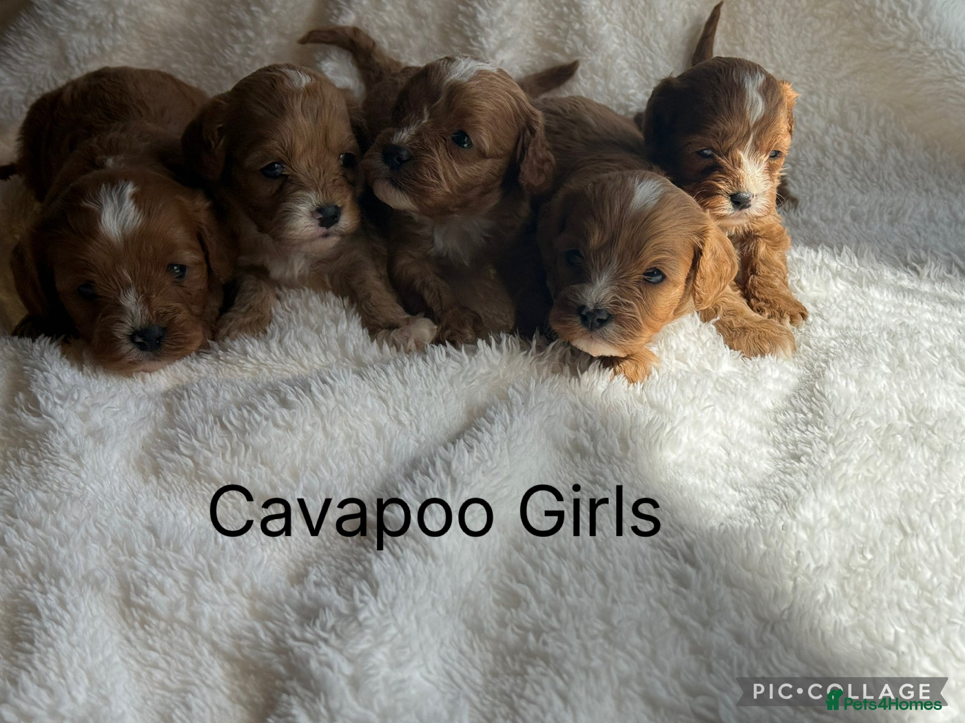 Cavapoo dogs Stunning F1 Red Cavapoo Girls  - Advert 1