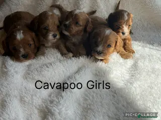 Cavapoo dogs for sale: Stunning F1 Red Cavapoo Girls - Advert 2