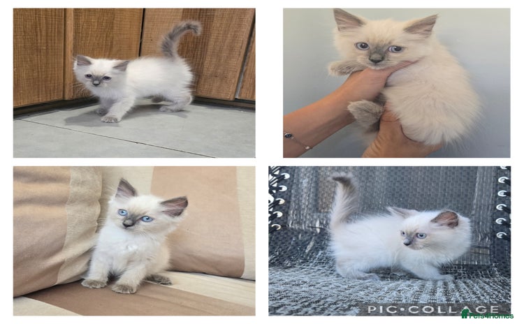 Ragdoll cats - Advert 16