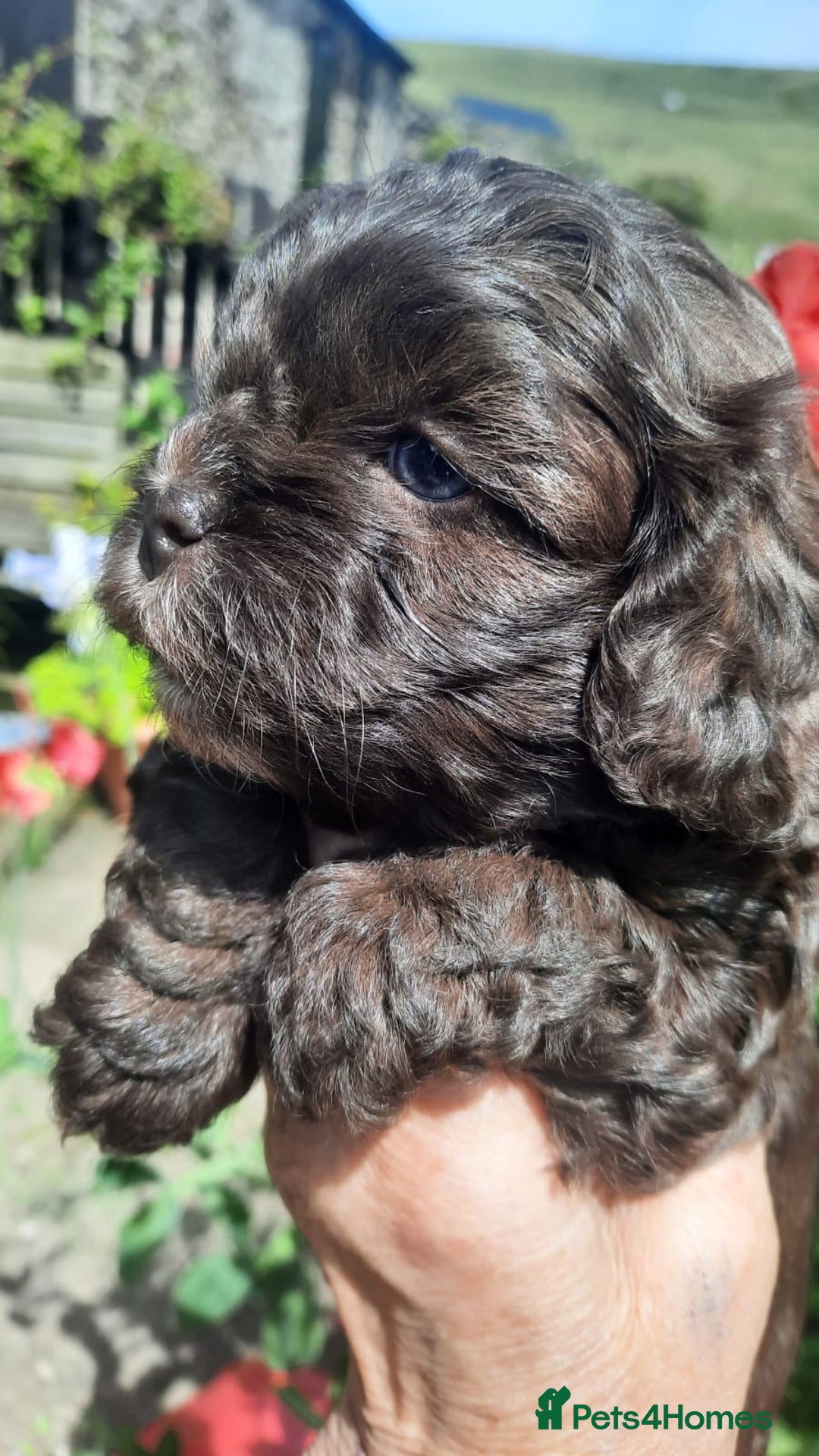 Shihpoo dogs for sale: Chocolate Toy Shipoo pups - Image 1