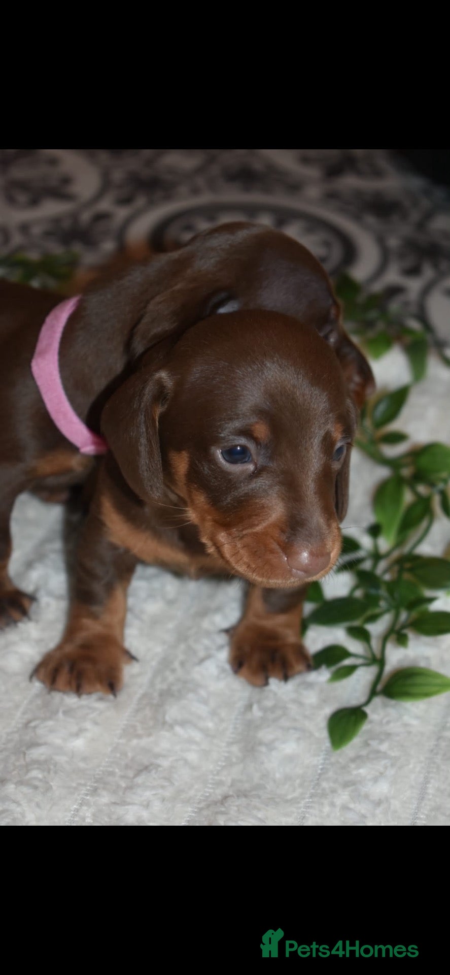 Miniature Dachshund dogs Chocolate/isabella miniature dachshund  - Advert 2