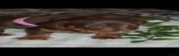 Miniature Dachshund dogs for stud: Chocolate/isabella miniature dachshund  - Advert 11