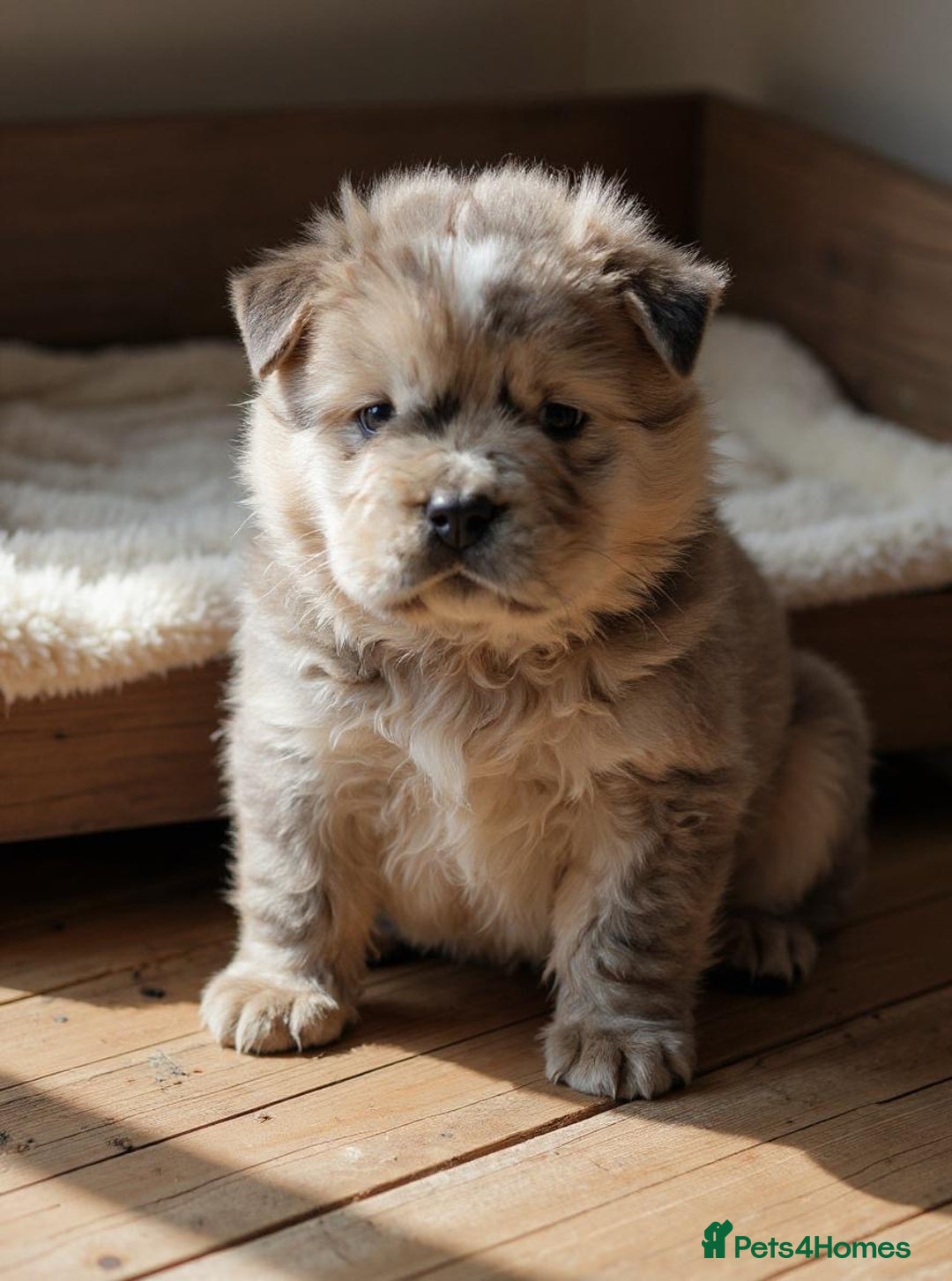 Chow Chow dogs for sale: 🐶 Beautiful Fawn chow chow babies 🐶 - Image 1