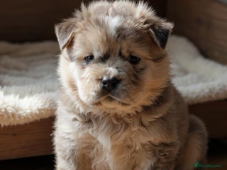 Chow Chow dogs - Advert 1