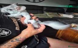 Chinchilla rodents for sale: White mosaic chinchilla  - Image 6