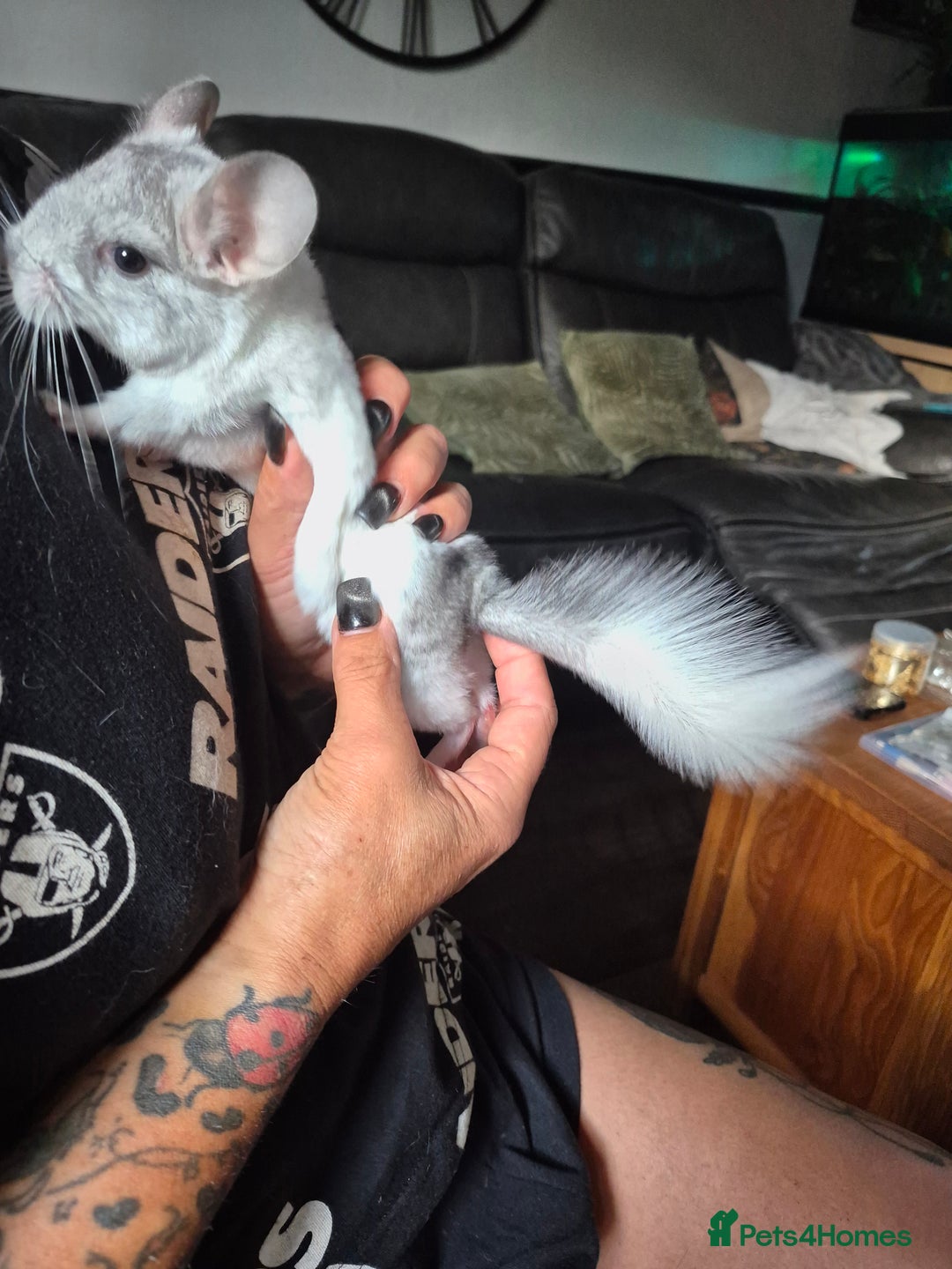 Chinchilla rodents for sale: White mosaic chinchilla  - Image 6