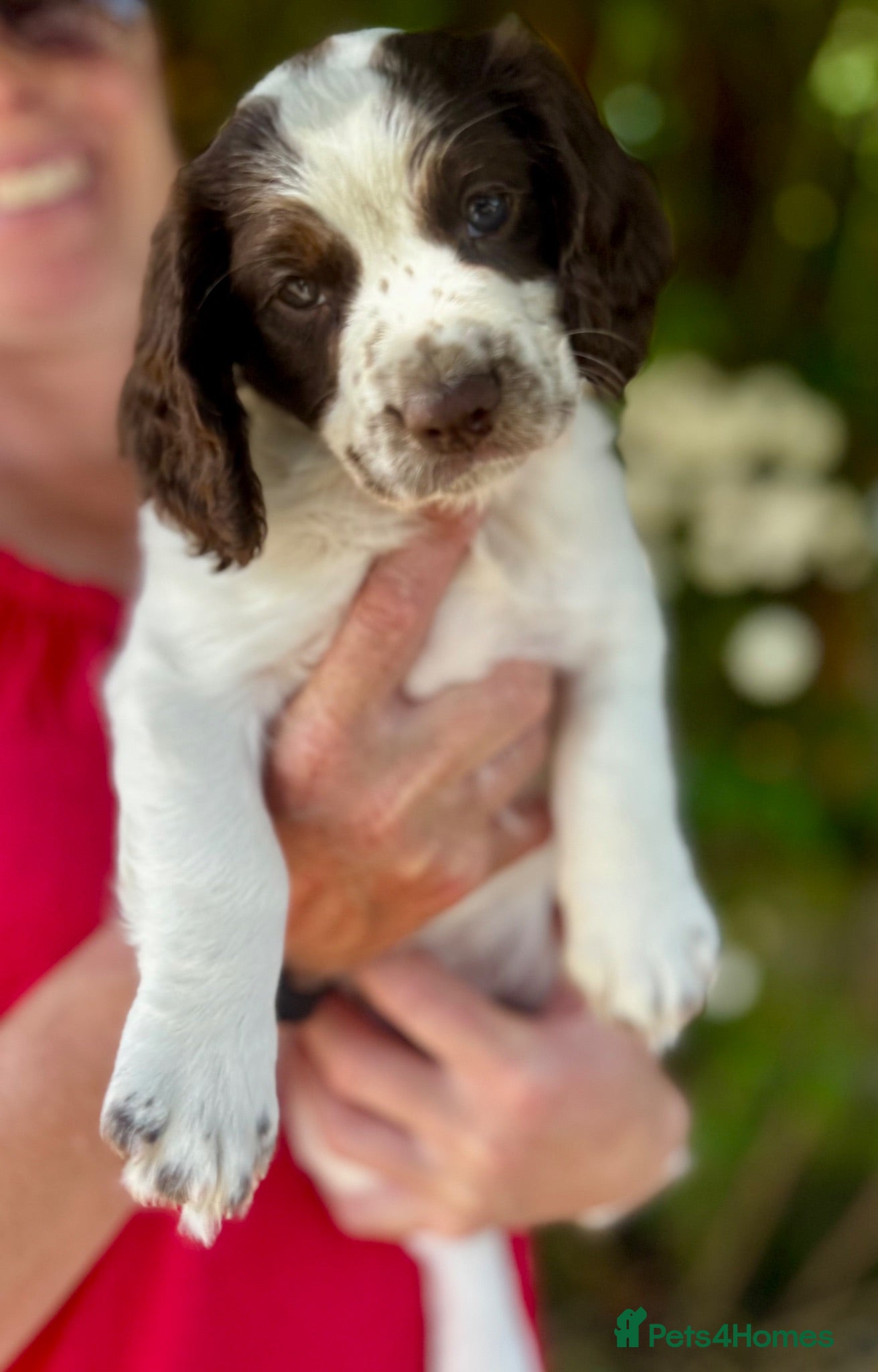 Sprocker dogs Beautiful Sprocker Puppies - Advert 2