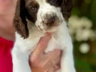 Sprocker dogs Beautiful Sprocker Puppies - Advert 1