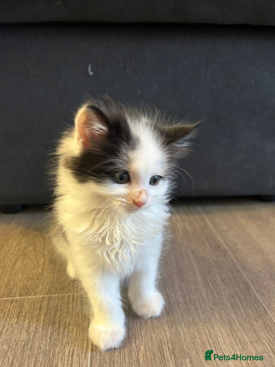 Mixed Breed cats for sale: Gorgeous Maine coone cross kittens! - Image 10