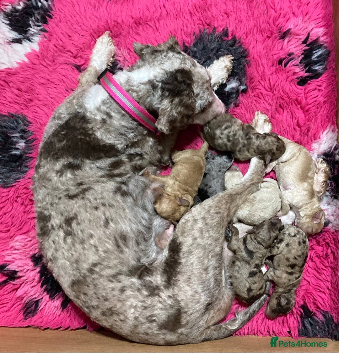 Bordoodle dogs for sale:  Beautiful Bordoodle Puppies inc Merle/Apricot - Advert 7