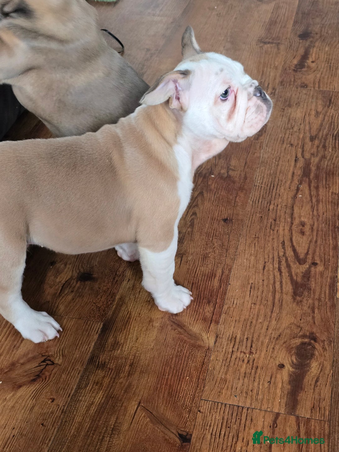 Mixed Breed dogs for sale: Mum frenchie dad English bulldog  - Image 10
