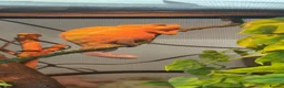 Chameleon reptiles for sale: True nosy be blue panther chameleon  in Reading - Advert 4