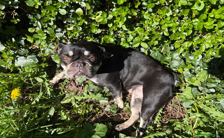 Mixed Breed dogs ❄️ Frenchski Sisters Looking for Loving families  - Advert 3