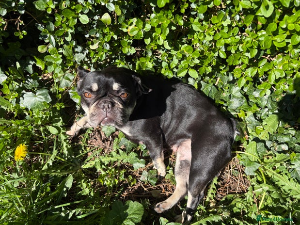 Mixed Breed dogs ❄️ Frenchski Sisters Looking for Loving families - Advert 1