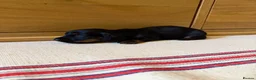 Miniature Dachshund dogs for sale: KC miniature long haired dachshund puppies  - Advert 19