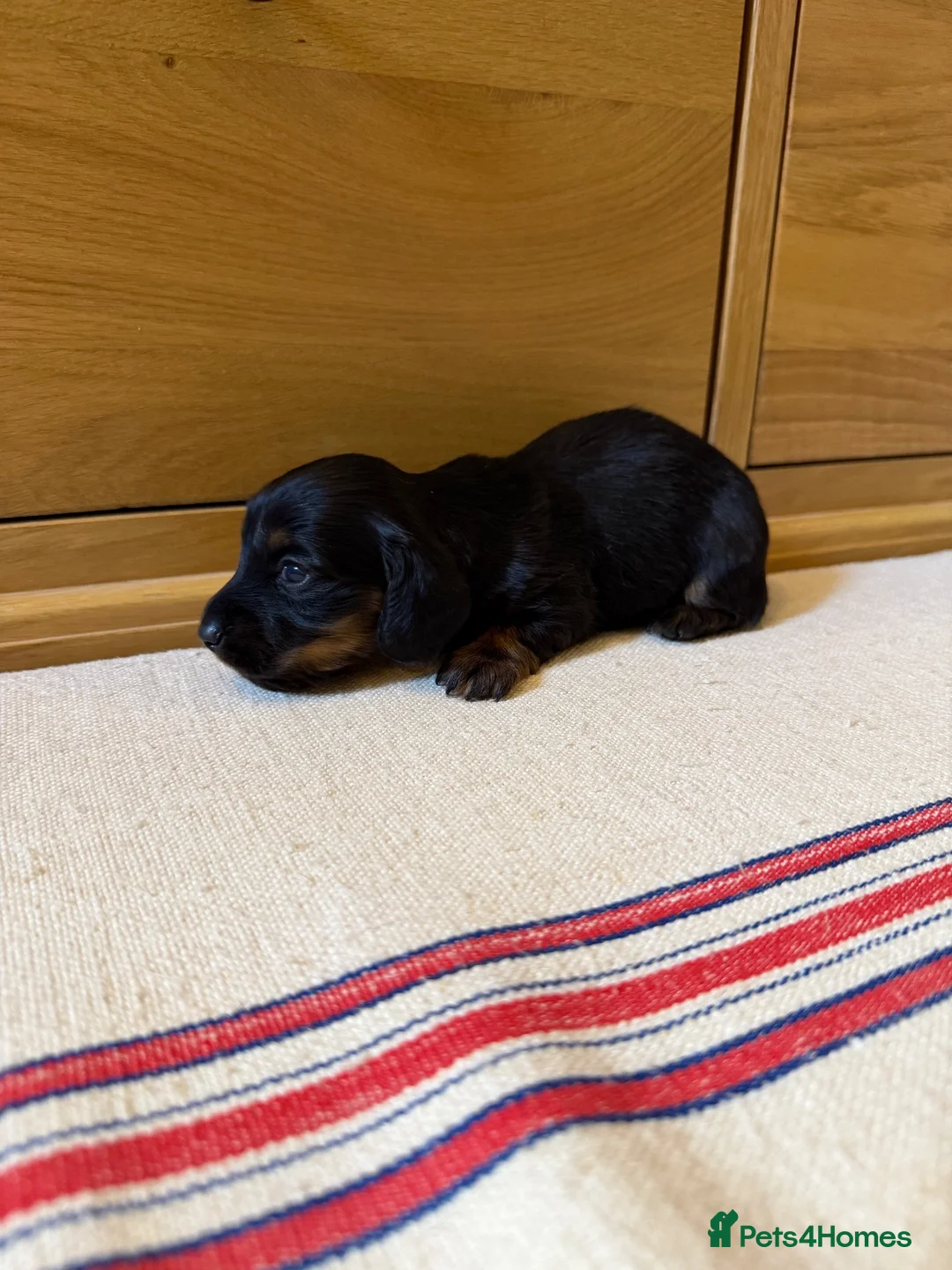 Miniature Dachshund dogs for sale: KC miniature long haired dachshund puppies  - Advert 19