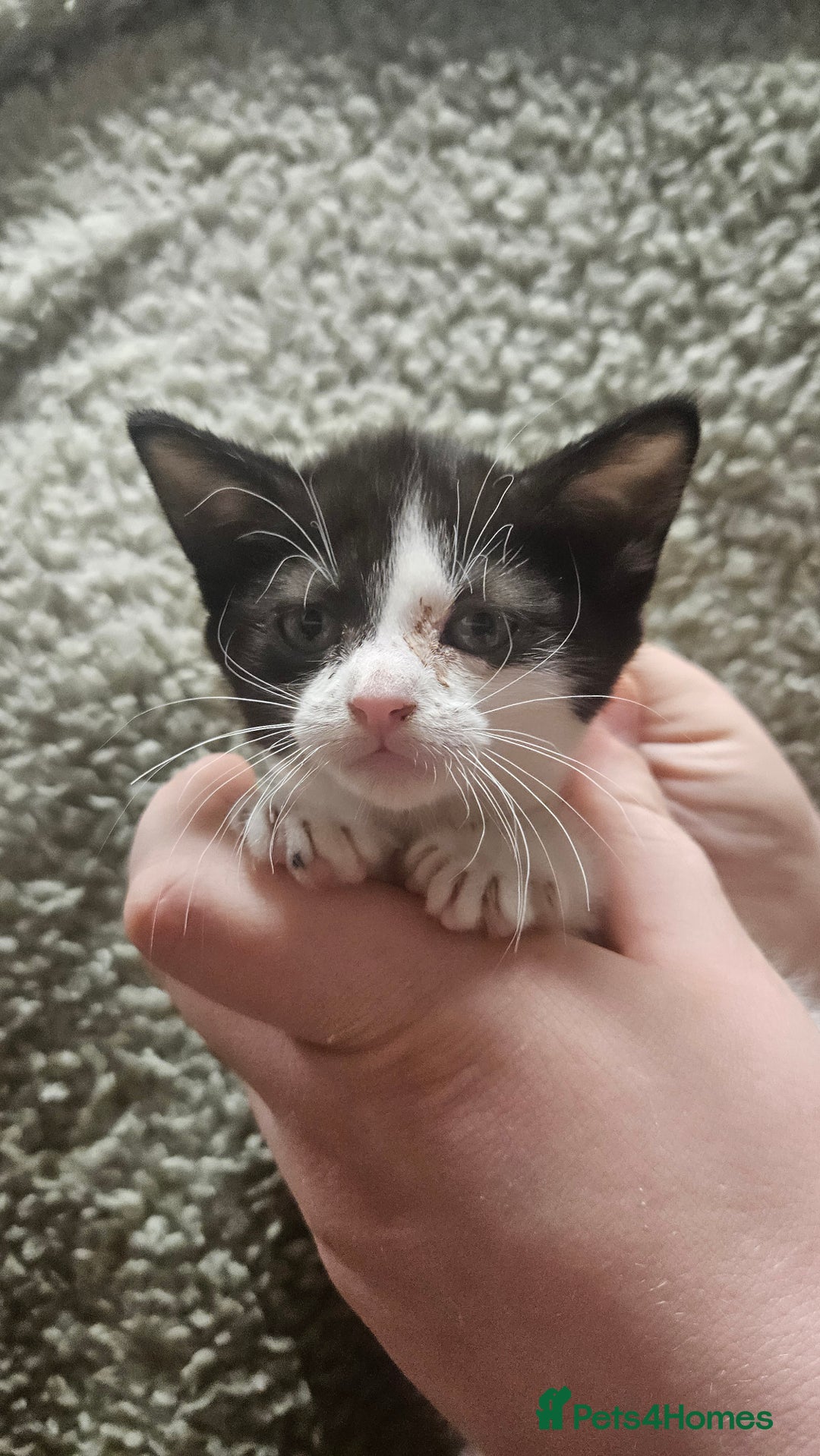 Mixed Breed cats for sale: Kittens  - Advert 9