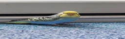 Budgerigars birds for sale: Budgies 8 weeks old - Advert 9