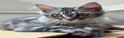 Maine Coon cats for sale: Beautiful GCCF Registered Maine Coon Kittens - Advert 5