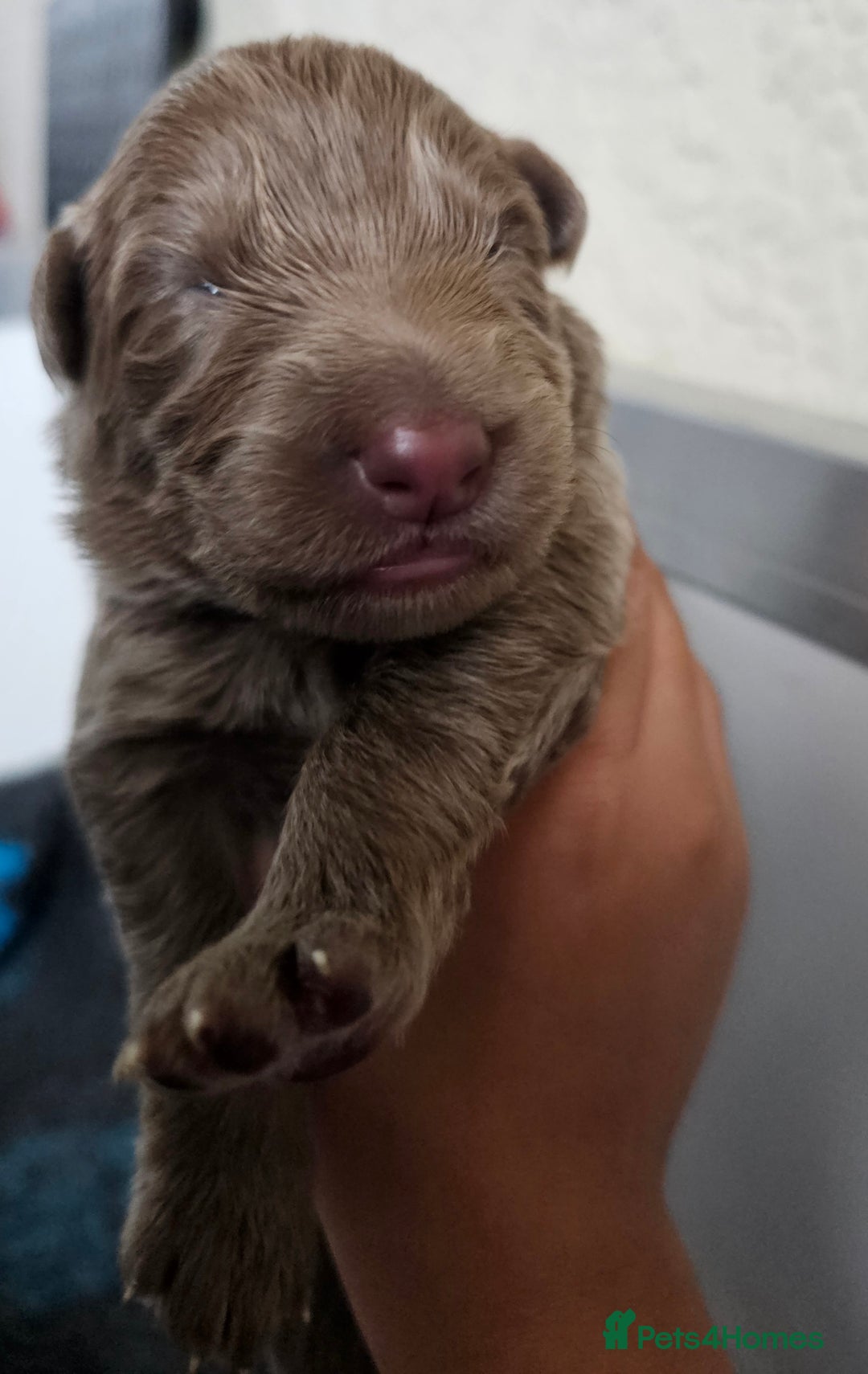 German Shepherd dogs for sale: 💠5 Beautiful healthy KC reg straight back GSP's💠 - Advert 8