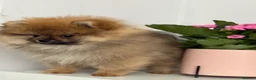 Pomeranian dogs for sale: ❤️ Exceptional KC Registered Pomeranian Puppies ❤️ - Advert 13