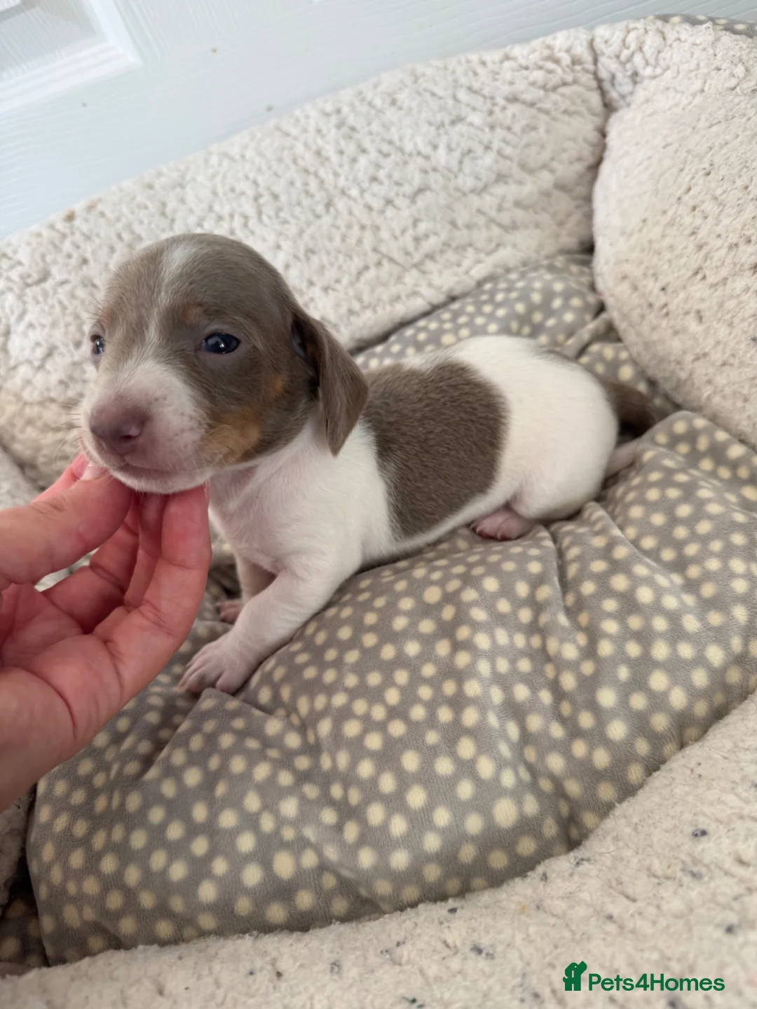 Miniature Dachshund dogs for sale: ⭐️ REDUCED ⭐️ Isabella & Tan Mini dachshund pups  - Advert 31