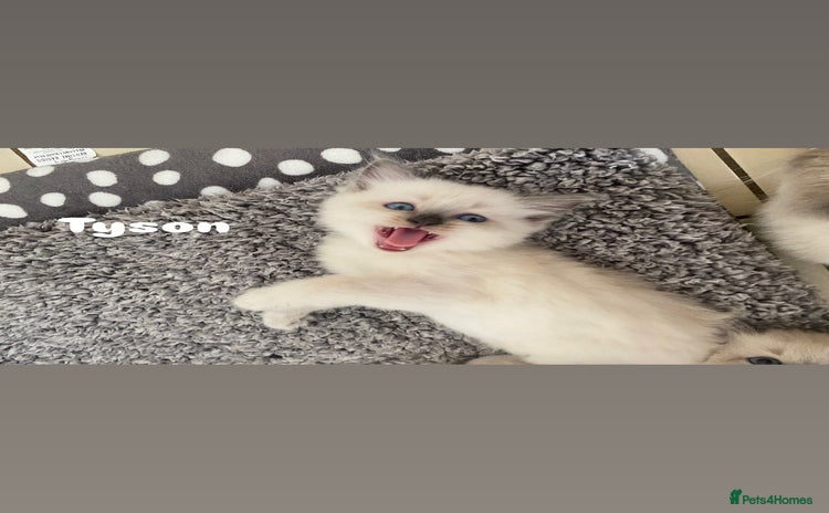 Ragdoll cats - Advert 14