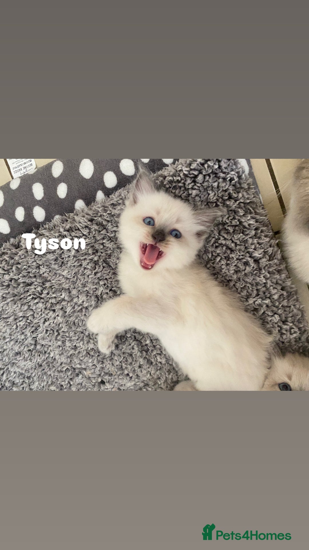 Ragdoll cats for sale: Pure breed ragdolls . Ready to leave SOON  - Image 2