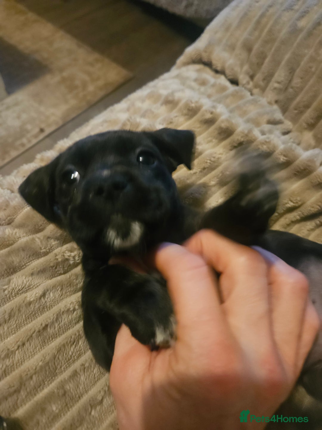 Mixed Breed dogs for sale: Staffy cross jacksui - Advert 21