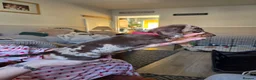 Dachshund dogs for sale: READY NOW Adorable Dachshund Puppies  - Advert 9