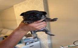 French Bulldog dogs for sale: French bulldog puppies🩷🩵 - Image 9