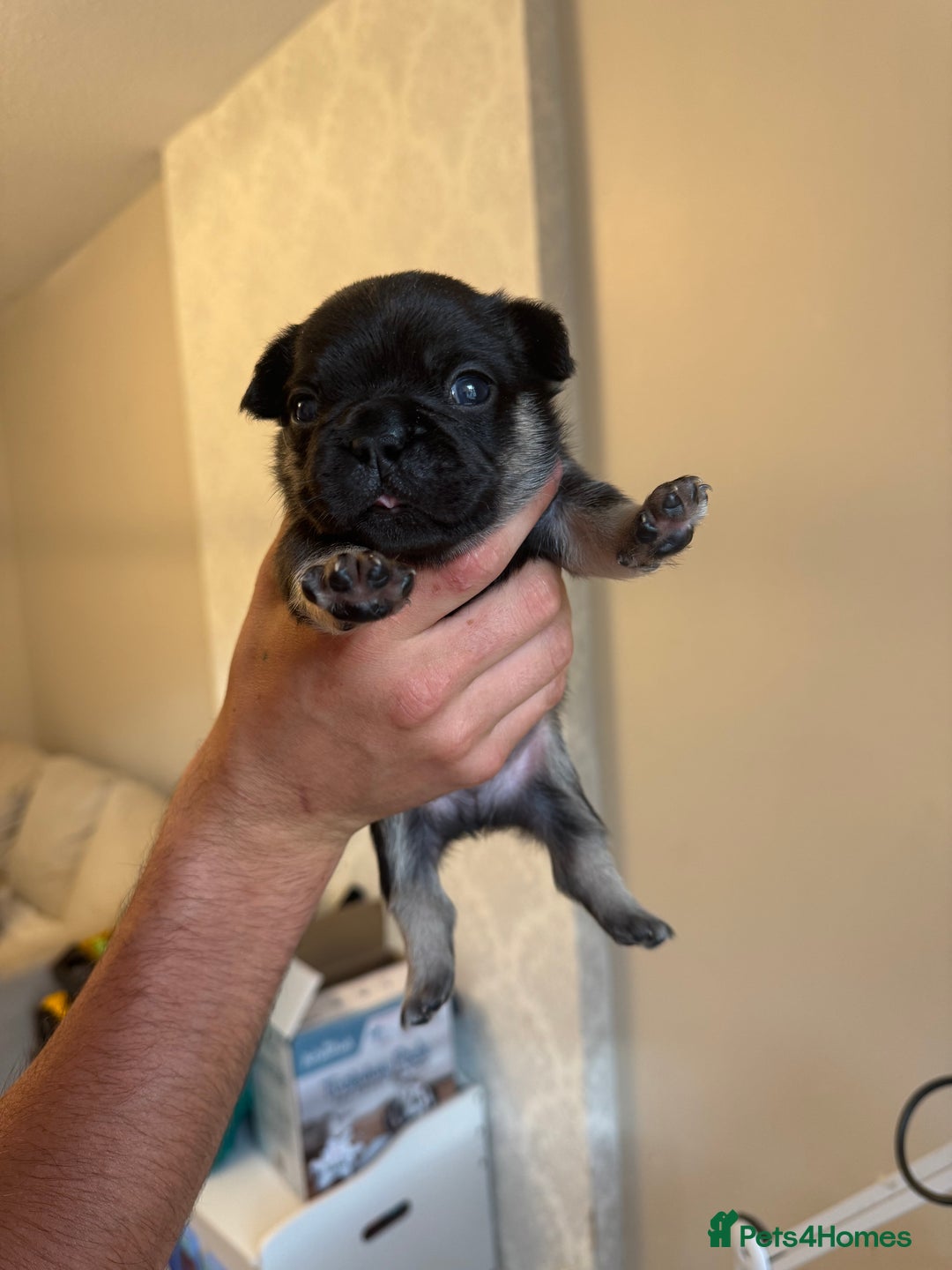French Bulldog dogs for sale: French bulldog puppies🩷🩵 - Image 9