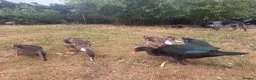 Ducks poultry for sale: Muscovy Ducks for sale - Male & Female - Advert 12