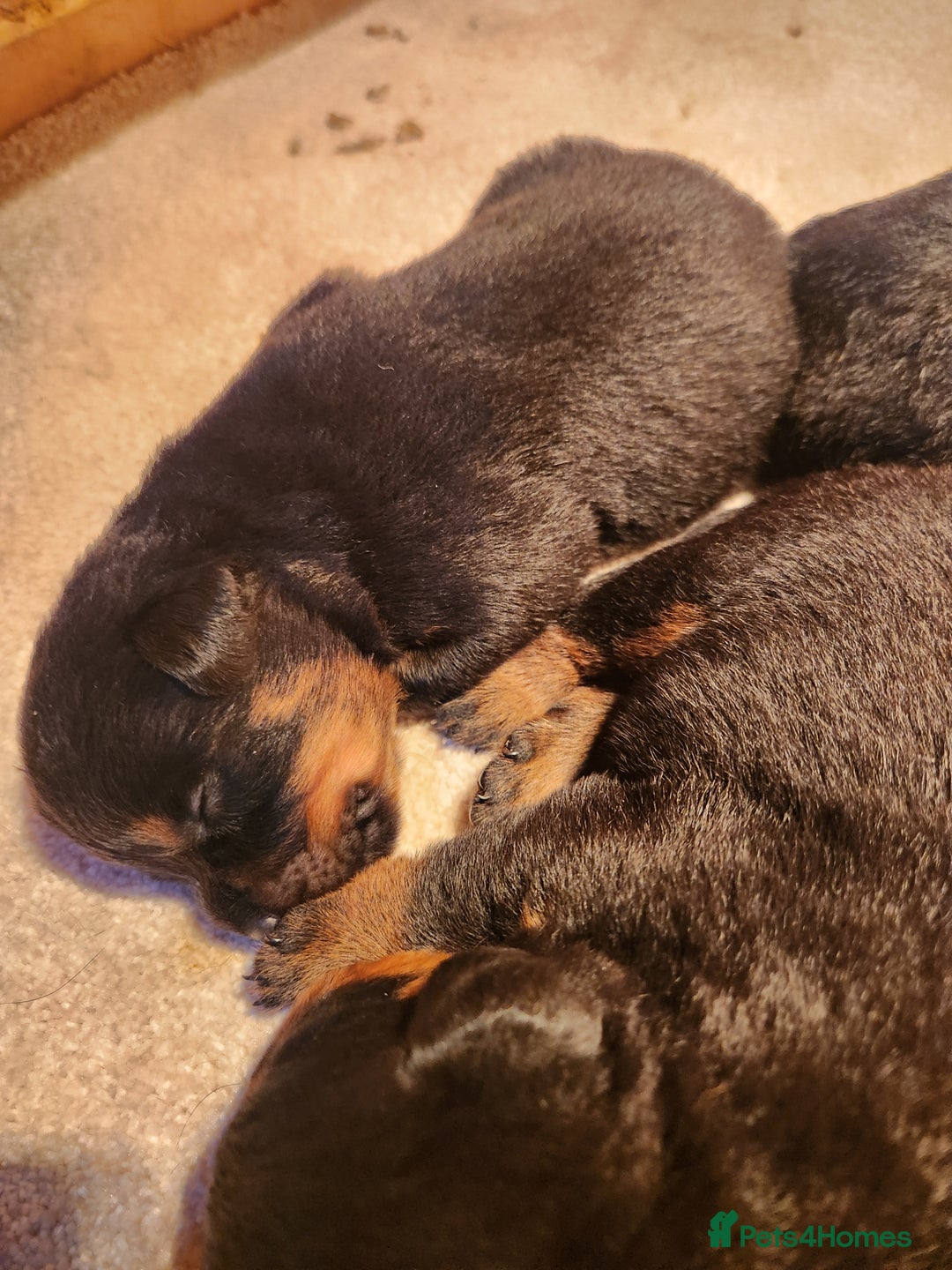 Rottweiler dogs for sale: Champion Pedigree Rottweiler Puppies - Advert 7