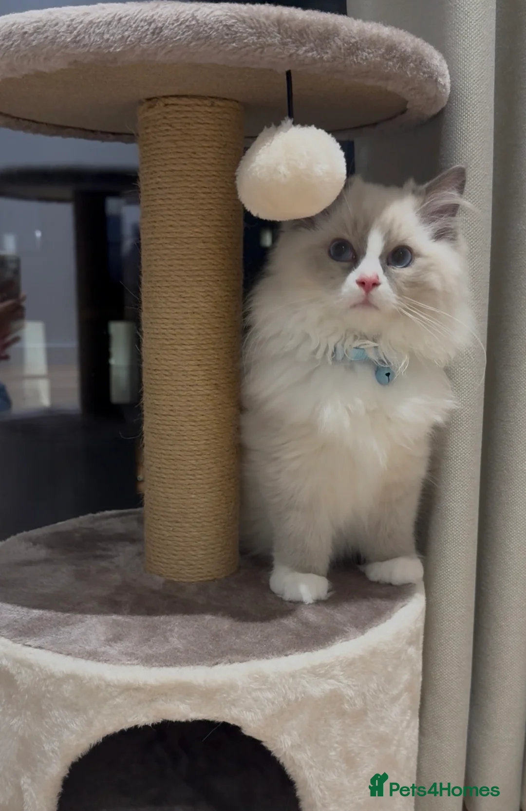 Ragdoll cats for sale: Ragdoll kitten  - Advert 2