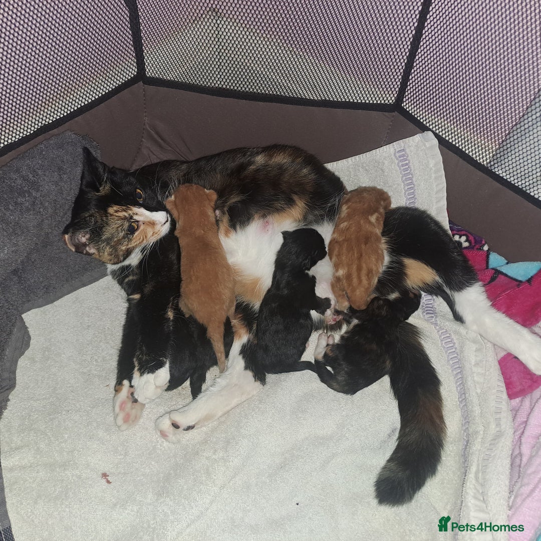 Mixed Breed cats for sale: 4 kittens for sale 🙂 - Image 5