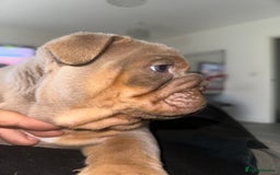 English Bulldog dogs for sale: Stunning KC Registered English Bulldog Puppies - Image 29