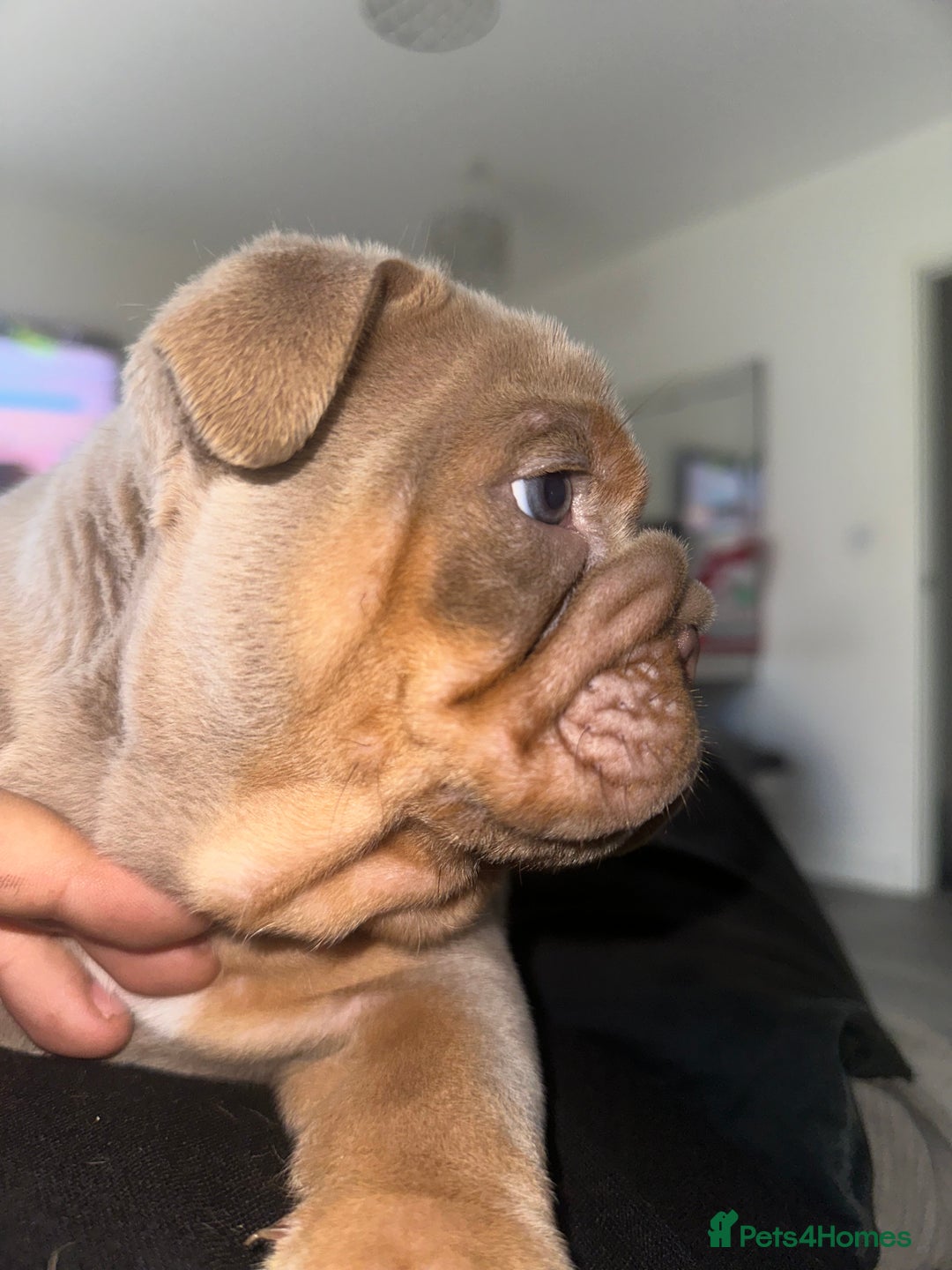 English Bulldog dogs for sale: Stunning KC Registered English Bulldog Puppies - Image 29