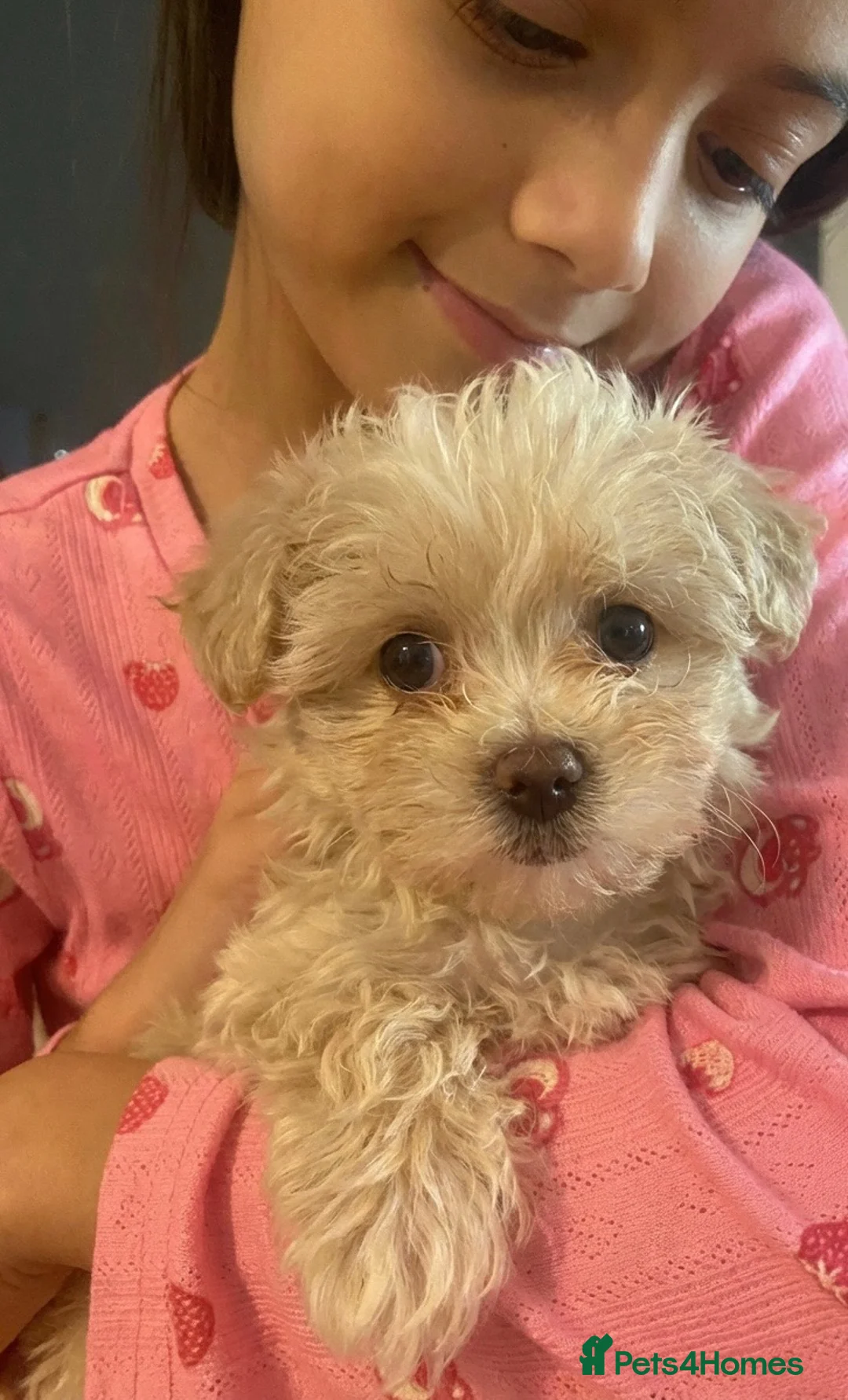 Maltipoo dogs for sale: Beautiful Blue Eyed boy Cookie Dough 🩵 - Advert 2
