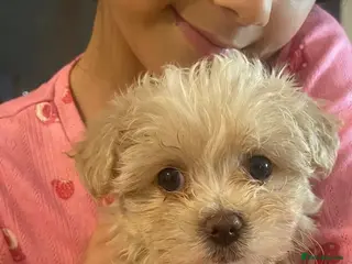 Maltipoo dogs 🤍f1b Maltipoos exceptional quality ready now 🤍 - Advert 7