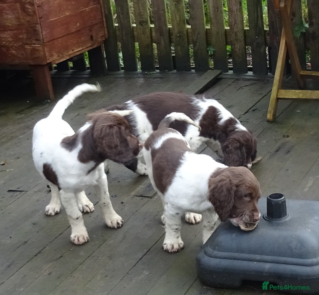 English Springer Spaniel dogs for sale: Gorgeous English Springer Spaniel Puppies  - Advert 17
