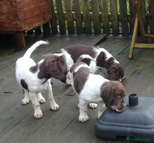 English Springer Spaniel dogs - Advert 2