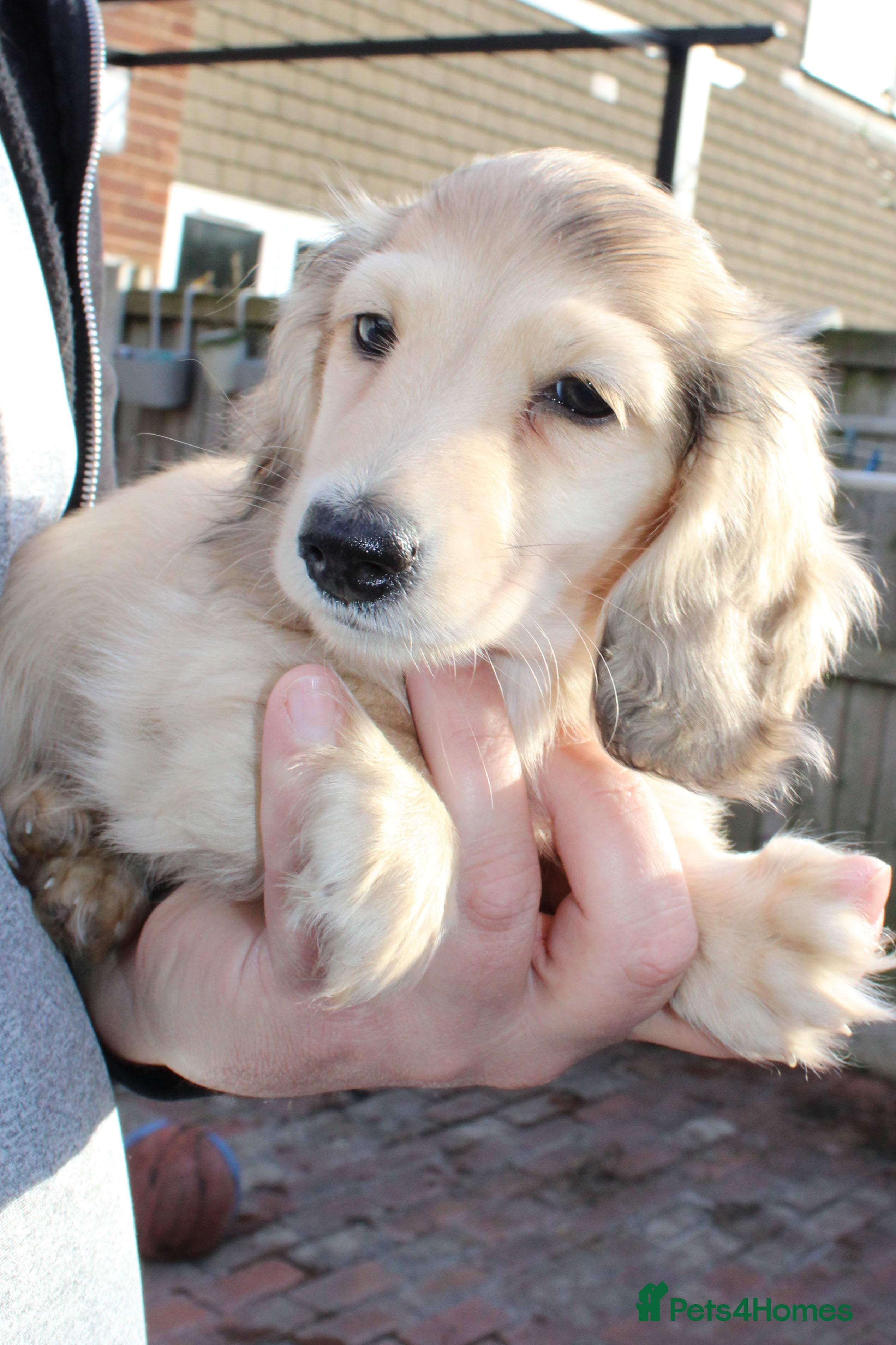 Miniature Dachshund dogs Cream dapple girl  - Advert 10